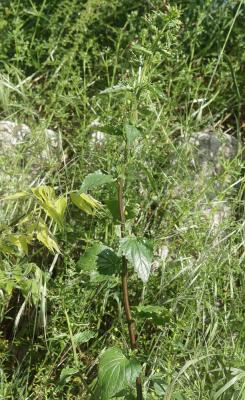 Scrophulaire voyageuse Scrophularia peregrina L., 1753