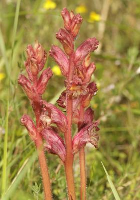 Orobanche du thym, Orobanche blanche Orobanche alba Stephan ex Willd., 1800