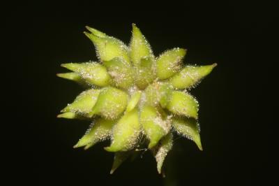 Anémone des bois, Anémone sylvie Anemone nemorosa L., 1753