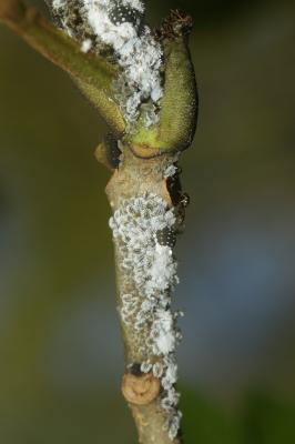  Prociphilus bumeliae (Schrank, 1801)