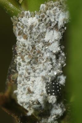  Prociphilus bumeliae (Schrank, 1801)