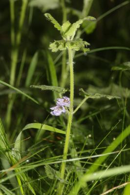 Lierre terrestre, Gléchome Lierre terrestre Glechoma hederacea L., 1753
