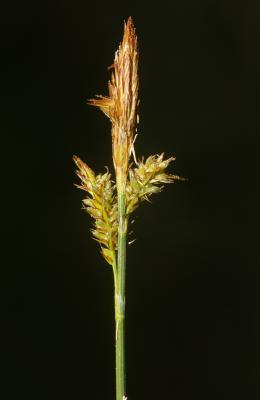 Laîche printanière, Laîche du printemps Carex caryophyllea Latourr., 1785