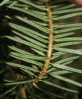 Sapin de Douglas, Pin de l'Orégon Pseudotsuga menziesii (Mirb.) Franco, 1950