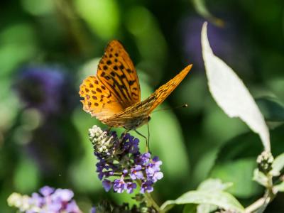 Tabac d'Espagne (Le), Nacré vert (Le), Barre argen Argynnis paphia (Linnaeus, 1758)