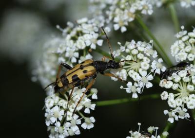 Lepture tacheté (Le) Rutpela maculata (Poda, 1761)