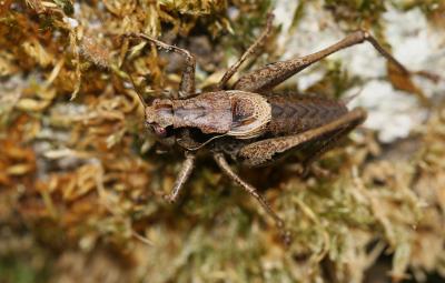 Decticelle cendrée, Ptérolèpe aptère Pholidoptera griseoaptera (De Geer, 1773)