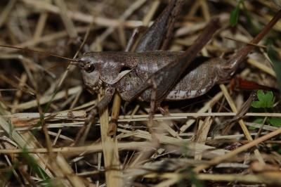Antaxie marbrée, Antaxie commune, Decticelle marbr Antaxius pedestris (Fabricius, 1787)