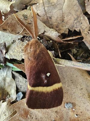 Bombyx du Chêne (Le), Minime à bandes jaunes (Le) Lasiocampa quercus (Linnaeus, 1758)