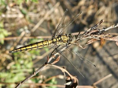 Orthétrum réticulé (L') Orthetrum cancellatum (Linnaeus, 1758)