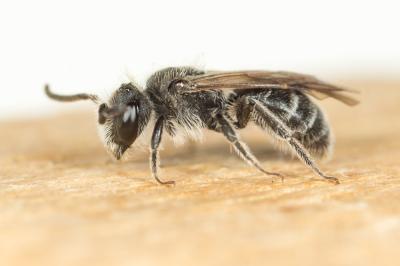  Andrena saxonica Stoeckhert, 1935