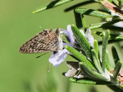Azuré de la Luzerne (L'), Azuré de Lang (L'), Argu Leptotes pirithous (Linnaeus, 1767)