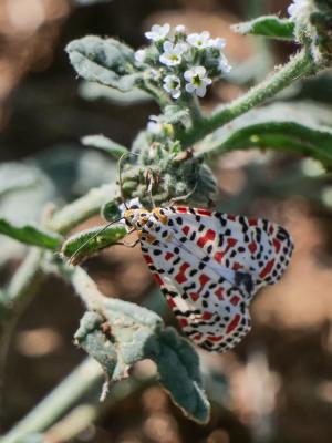 Gentille (La), Ecaille du Myosotis (L') Utetheisa pulchella (Linnaeus, 1758)