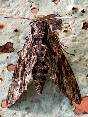 Sphinx du Liseron (Le) Agrius convolvuli (Linnaeus, 1758)