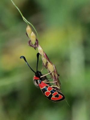 Zygène de la Petite coronille (La) Zygaena fausta (Linnaeus, 1767)