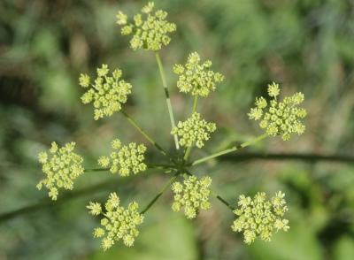 Grande Berce de Lecoq Heracleum sibiricum L., 1753