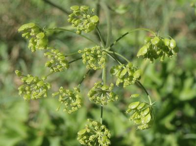 Grande Berce de Lecoq Heracleum sibiricum L., 1753