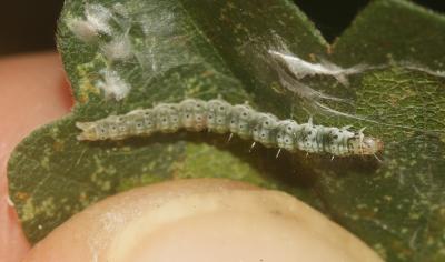  Altenia scriptella (Hübner, 1796)