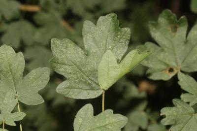  Altenia scriptella (Hübner, 1796)