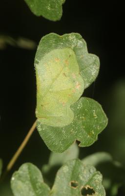  Altenia scriptella (Hübner, 1796)
