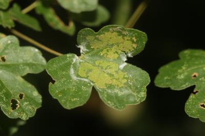  Altenia scriptella (Hübner, 1796)