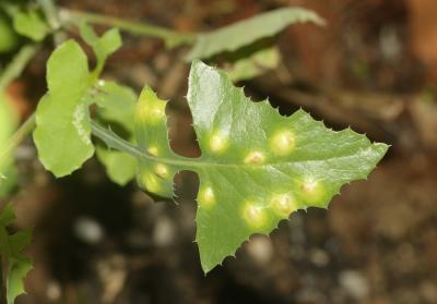  Cystiphora sonchi (Vallot, 1827)
