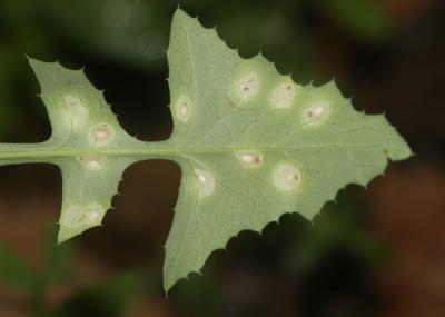  Cystiphora sonchi (Vallot, 1827)