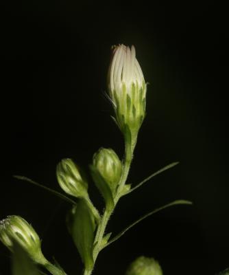 Aster à feuilles de Saule Symphyotrichum x salignum (Willd.) G.L.Nesom, 1995