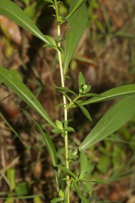 Aster à feuilles de Saule Symphyotrichum x salignum (Willd.) G.L.Nesom, 1995