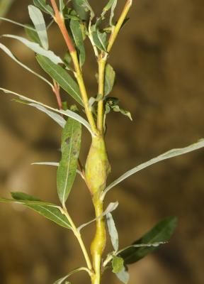  Rabdophaga dubiosa Kieffer, 1913