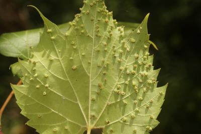 Phylloxera de la vigne Daktulosphaira vitifoliae (Fitch, 1855)