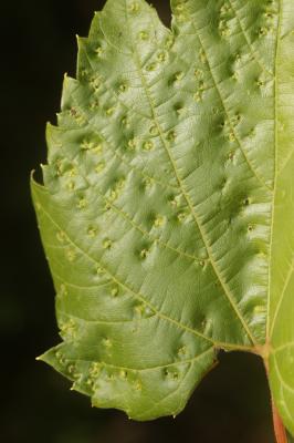 Phylloxera de la vigne Daktulosphaira vitifoliae (Fitch, 1855)