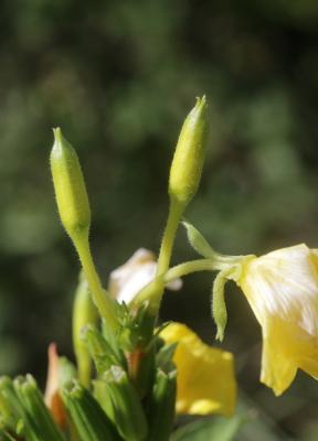 Onagre à petites fleurs, Onagre muriquée Oenothera parviflora L., 1759