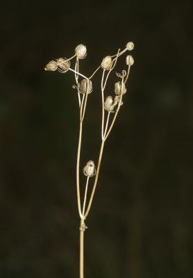 Ornithogale de Narbonne Loncomelos narbonense (L.) Raf., 1840