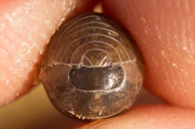 Cloporte commun (Le), Armadille commune (L'), Arma Armadillidium vulgare (Latreille, 1804)