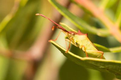  Gonocerus insidiator (Fabricius, 1787)