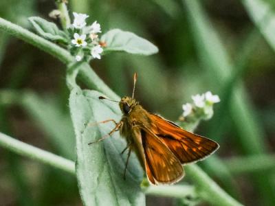 Sylvaine (La), Sylvain (Le), Sylvine (La) Ochlodes sylvanus (Esper, 1777)