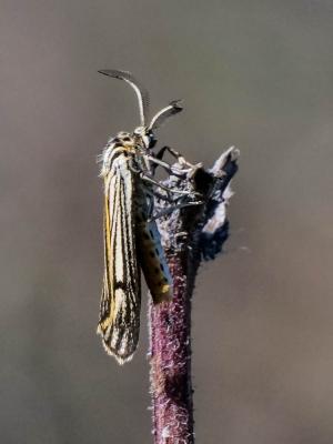 Ecaille striée (L') Spiris striata (Linnaeus, 1758)