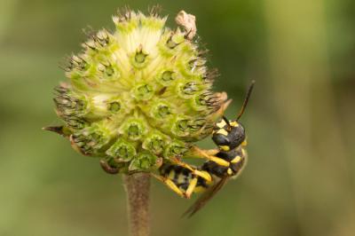  Cerceris flavilabris (Fabricius, 1793)