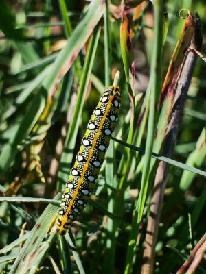 Sphinx de l'Euphorbe (Le) Hyles euphorbiae (Linnaeus, 1758)