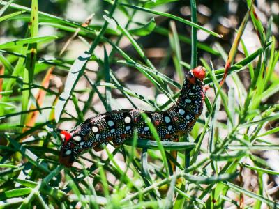 Sphinx de l'Euphorbe (Le) Hyles euphorbiae (Linnaeus, 1758)