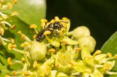  Hylaeus pictus (Smith, 1853)