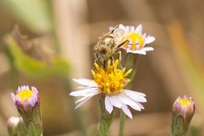  Eristalinus megacephalus (Rossi, 1794)