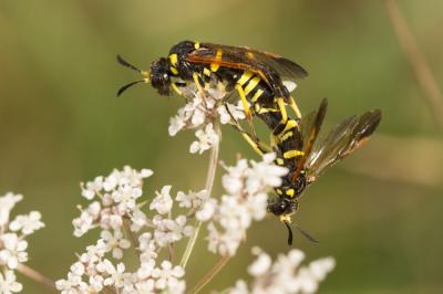  Tenthredo Linnaeus, 1758