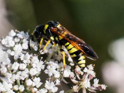  Tenthredo marginella Fabricius, 1793