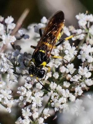  Tenthredo marginella Fabricius, 1793