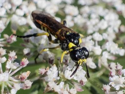 Tenthredo marginella Fabricius, 1793