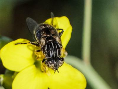  Eristalinus sepulchralis (Linnaeus, 1758)