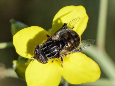  Eristalinus sepulchralis (Linnaeus, 1758)