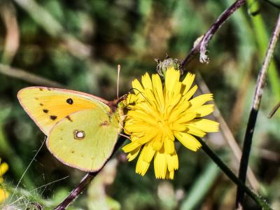 Souci (Le) Colias crocea (Geoffroy in Fourcroy, 1785)